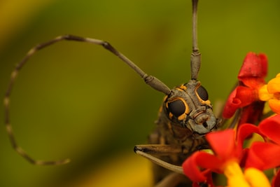微距镜头摄影中的褐黑昆虫